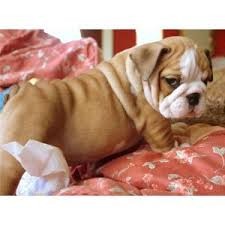 Super Adorable English Bulldog Puppies Image eClassifieds4u