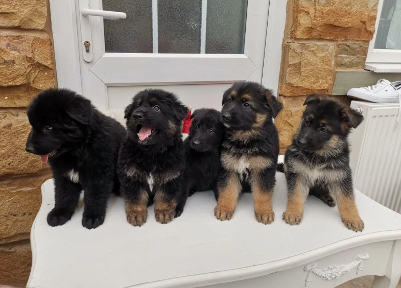 Super German Shepherd Pure Working Bloodlines Kc Text +1 (612) 564-0296 Image eClassifieds4u