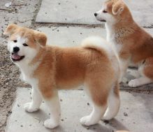 Beautiful Akita puppies ready for their new homes straight away!