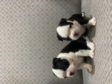 Boston Terrier Puppies