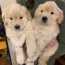 Golden Retriever ,AKC registered, male and female