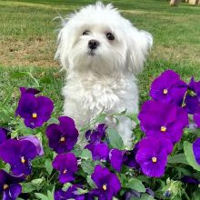 Gorgeous Maltese puppies, male and female, AKC Registered