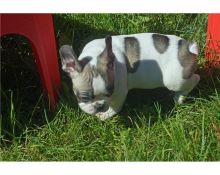 Super adorable French Bulldog puppies available and ready for new homes,