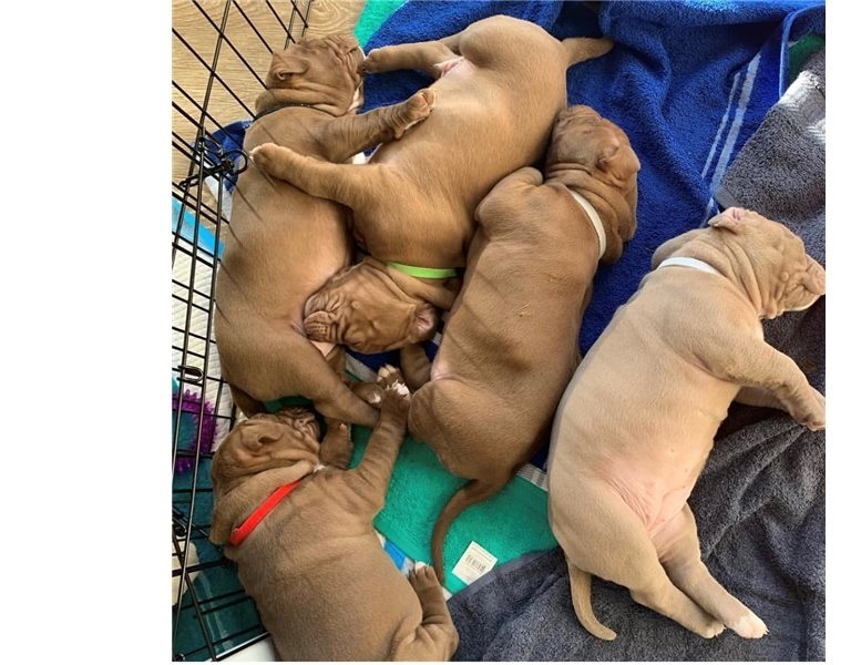 Amazing Bull-terrier puppies. Akc registration with full breeding rights. Image eClassifieds4u