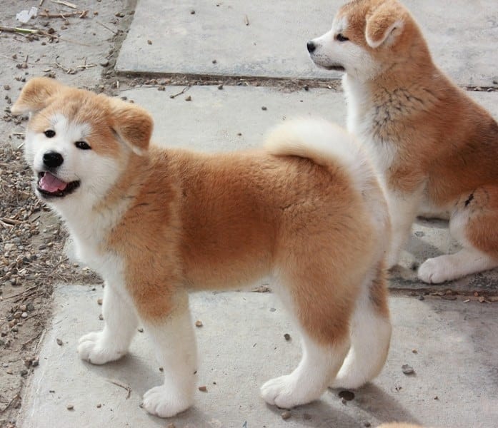 Beautiful Akita puppies ready for their new homes straight away! Image eClassifieds4u