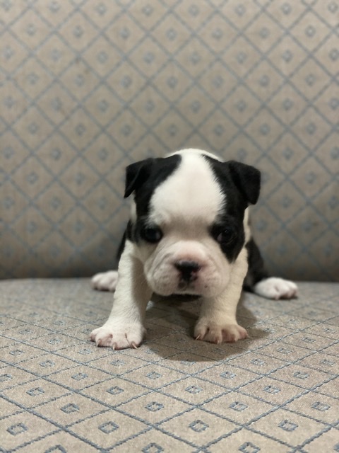 Boston Terrier Puppies Image eClassifieds4u