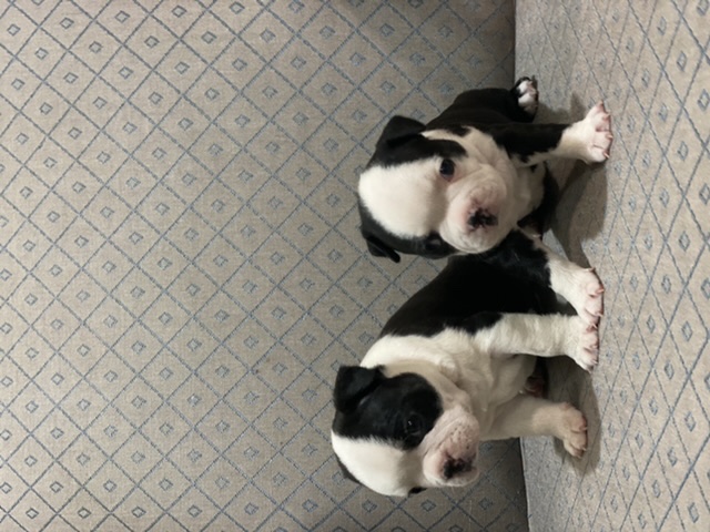 Boston Terrier Puppies Image eClassifieds4u