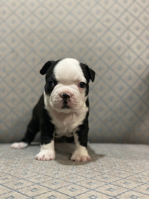 Boston Terrier Puppies Image eClassifieds4u