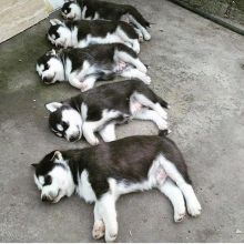 Adorable Male and female Siberian Husky pups available for new homes Image eClassifieds4U