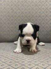 Boston Terrier Puppies Image eClassifieds4u 2