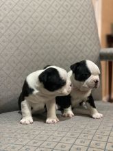 Boston Terrier Puppies Image eClassifieds4u 3