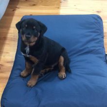 11 weeks old Rottweiler Puppies for Adoption