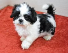 Adorable Male And Female Shih Tzu Puppies