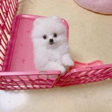 Adorable Pedigree Pomeranian Puppies