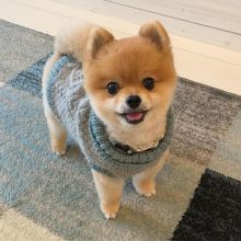 Affectionate Teacup Pomeranian Available