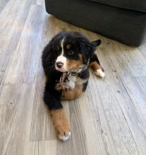 Beautiful Imperial Bernese Mountain Puppies for Adoption