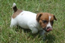 Beautiful Jack Russell Terrier