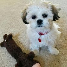 Cute Lhasa Apso Puppies