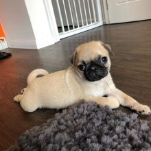 Gorgeous Male and Female Pug text (205) 740-9695