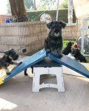 Miniature Schnauzer Puppies For Free