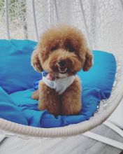 Purebred Poodle Puppies