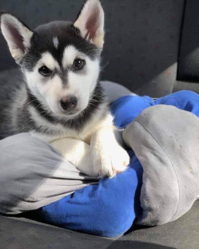Adorable Blue Eyed Siberian Husky Puppies For free Image eClassifieds4u