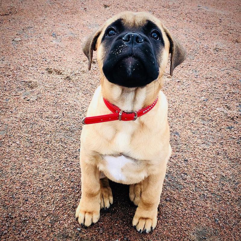Adorable Bull-Mastiff Puppies For adoption. Text (205) 740-9695 Image eClassifieds4u