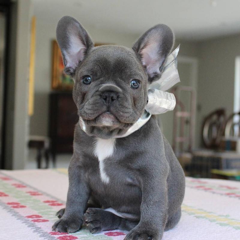 AKC quality French Bulldog Puppy for free adoption!!! Image eClassifieds4u