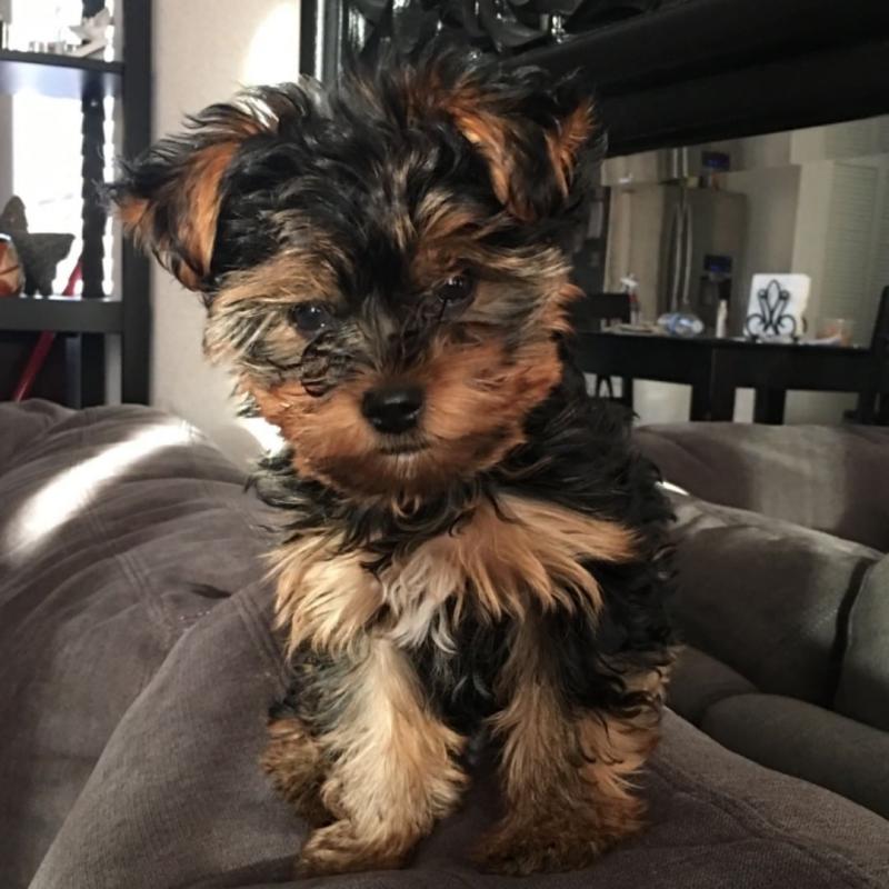 Angelic Teacup Yorkie Puppies Image eClassifieds4u