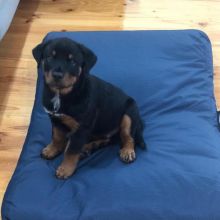 12 weeks old Rottweiler Puppies for Adoption Image eClassifieds4u 2