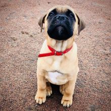 Adorable Bull-Mastiff Puppies For adoption. Text (205) 740-9695 Image eClassifieds4u 2