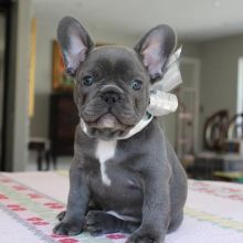 AKC quality French Bulldog Puppy for free adoption!!! Image eClassifieds4u 1