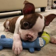 Beautiful Black brindle and white Boston Terrier Puppies Image eClassifieds4u 2