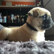 Friendly and well behaved white pug. Text (205) 740-9695 Image eClassifieds4u 2