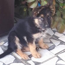 Gorgeous French Bulldog Puppies Image eClassifieds4u 3