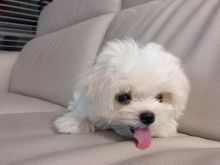Healthy Male and Female Maltese puppies Image eClassifieds4u 1