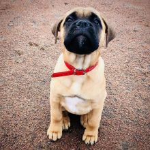 Lovely AKC Bullmastiff Puppies for free Image eClassifieds4u 1