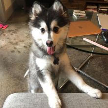 Pomsky Puppies Available Image eClassifieds4u 2