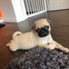 Priceless White Pug Puppy For Adoptions Image eClassifieds4u 2