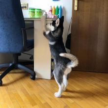 Pure Bred Full Pedigree Siberian Husky Pups. Text (205) 740-9695 Image eClassifieds4u 2