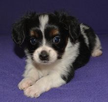 Stunning Papillon Puppies For Adoption Image eClassifieds4U