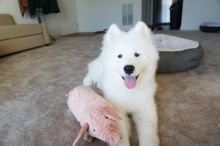 Sweet and adorable samoyed puppies ready for a loving home Image eClassifieds4u 2