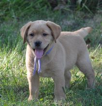 Two Labrador puppies for free Image eClassifieds4U