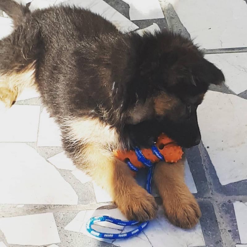 Quality German Shepherd puppies Image eClassifieds4u