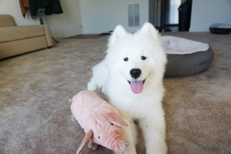 Sweet and adorable samoyed puppies ready for a loving home Image eClassifieds4u