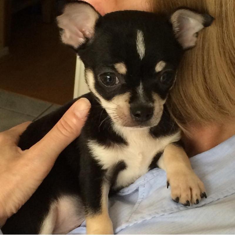 Two Chihuahua Puppies For Re-homing Image eClassifieds4u