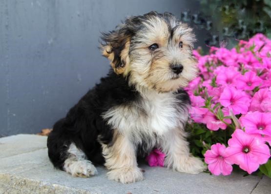 ***MORKIE PUPPIES-READY FOR NEW HOMES*** Image eClassifieds4u