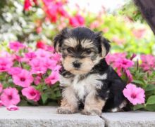 ❤️ ❤️ CKC REGISTERED MORKIE PUPS ❤️ ❤️