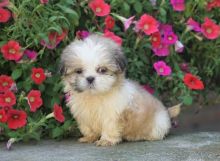 ❤️ ❤️ CKC REGISTERED SHIH TZU PUPS ❤️ ❤️