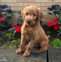 ❤️❤️ Goldendoodle Puppies ❤️❤️ Girl & Boy ❤️ ❤️